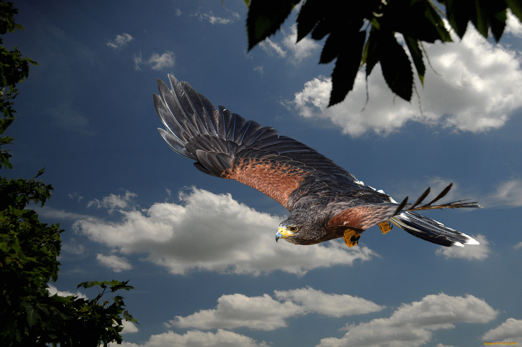 harris hawk, ,  - , 